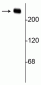 Anti-Alpha II Spectrin Antibody